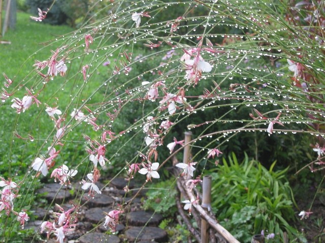 Gaura